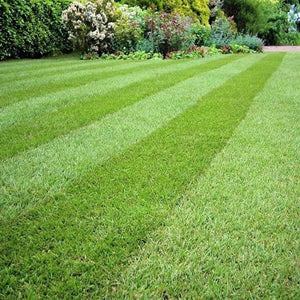 Premium Turf