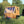 Load image into Gallery viewer, potting shed  sunset with tools
