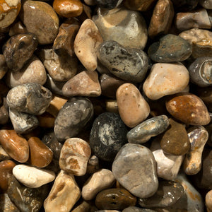 Oyster Pebbles 40mm
