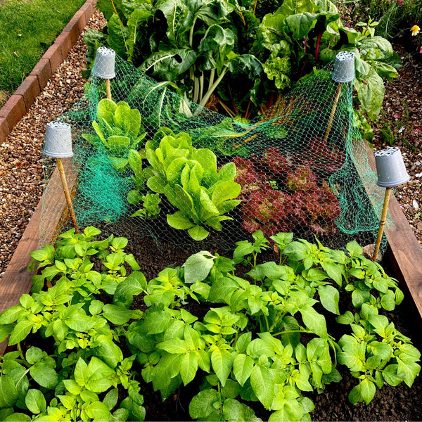 Vegetable patch