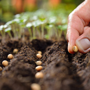 Seeding with Enriched Vegetable Growing Top Soil